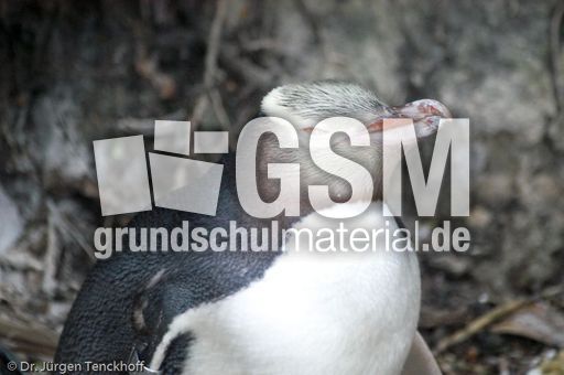 Gelbaugenpinguin (15 von 23).jpg